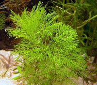 Cabomba