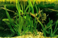 Vallisnerias